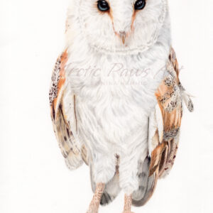 Schleiereule "Rufus" - Original